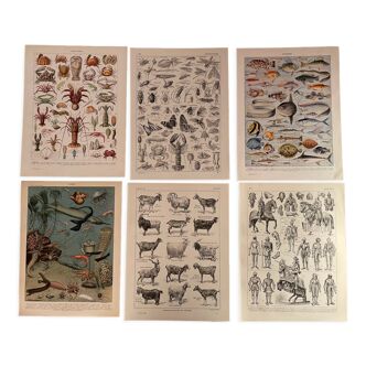 Set of lithographs XXth century