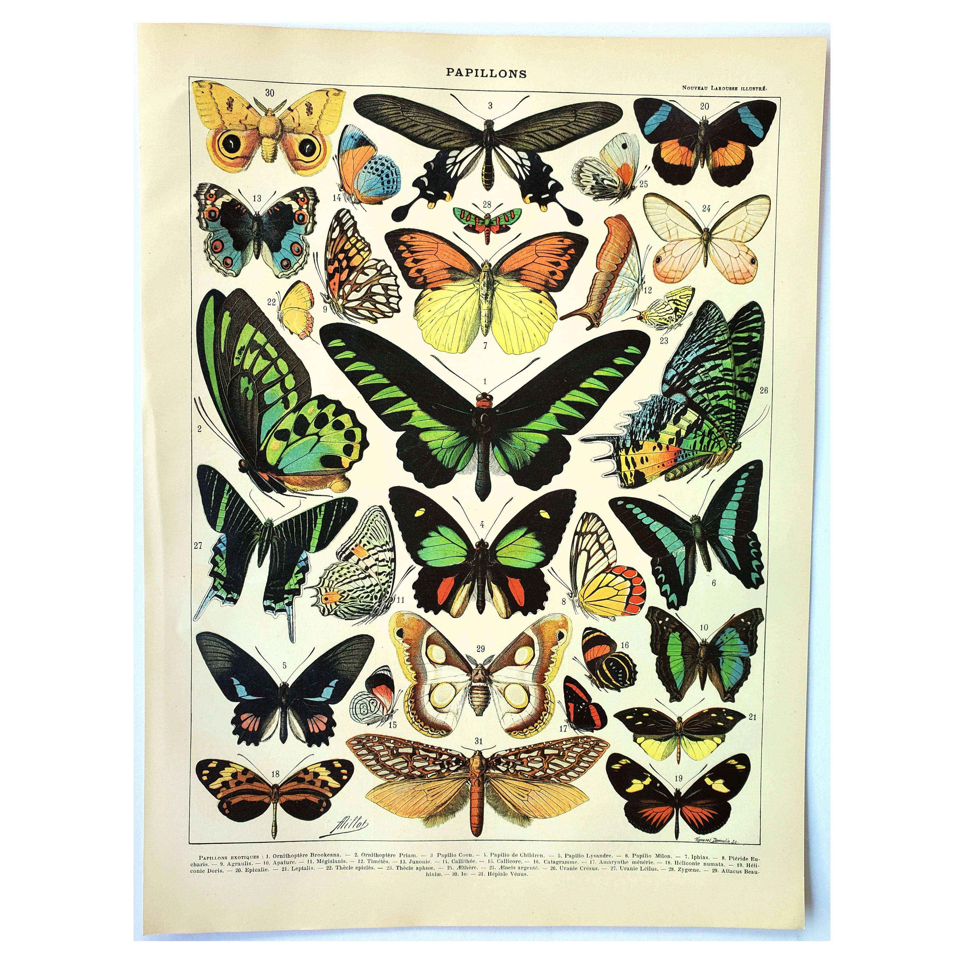 Gravure ancienne 1897 - Papillons exotique de Millot. Illustration vintage