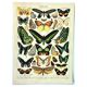 Gravure ancienne 1897 - Papillons exotique de Millot. Illustration vintage