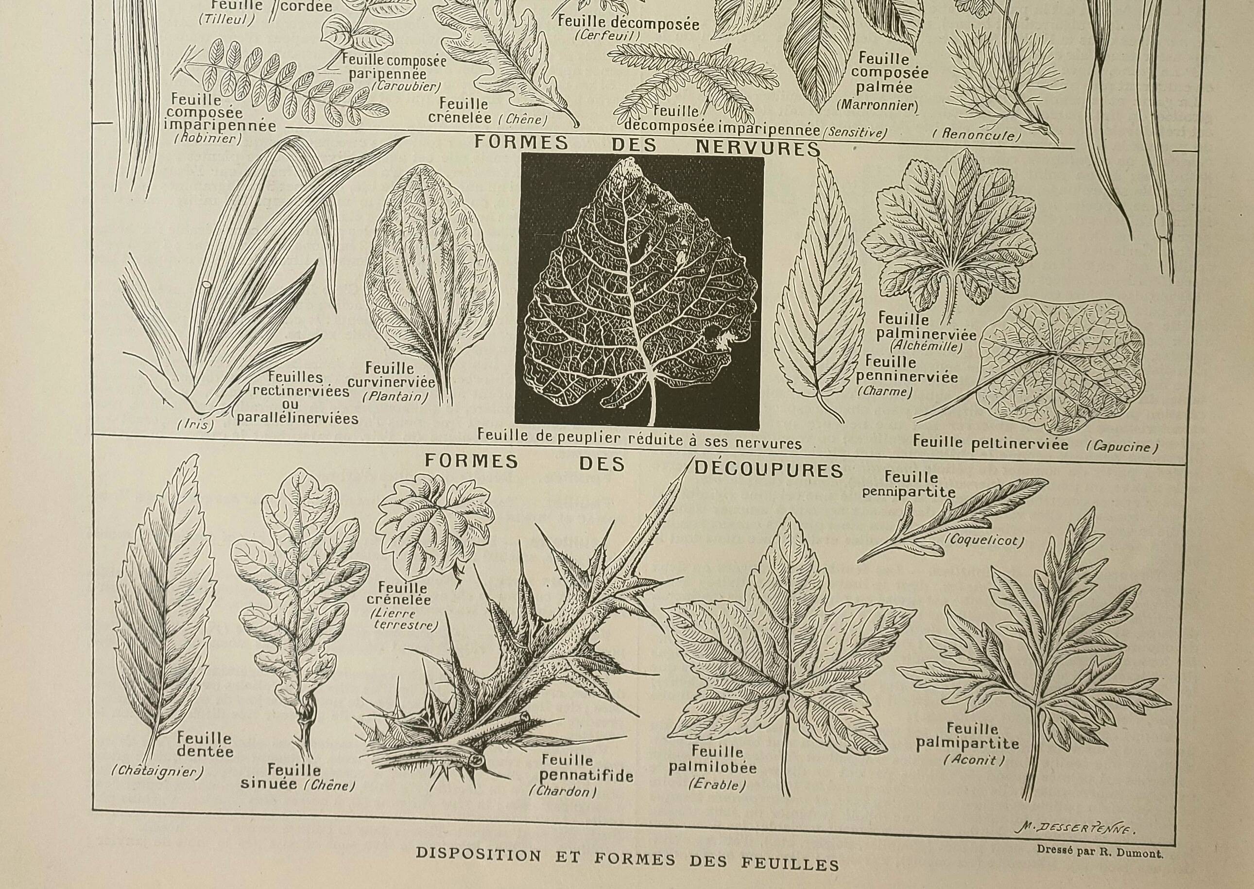 Old engraving 1922 M. Dessertenne - Inflorescences, flowers, plants