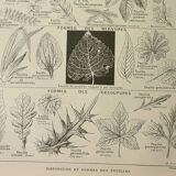 Gravure ancienne 1922 M. Dessertenne - Inflorescences, fleurs, plantes