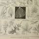 Gravure ancienne 1922 M. Dessertenne - Inflorescences, fleurs, plantes