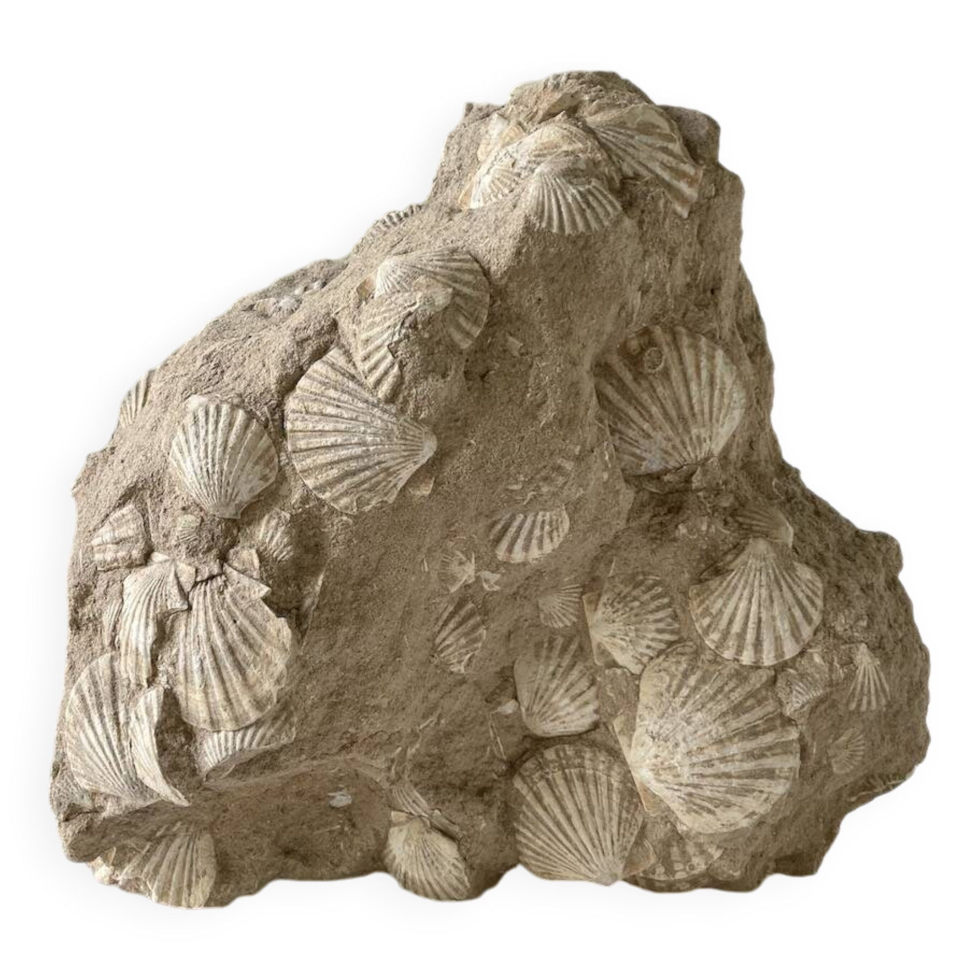 Fossil sedimentary rock and shell