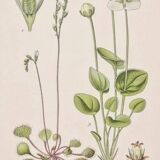 Old botanical plates in colour of Round-leaved Rossolis