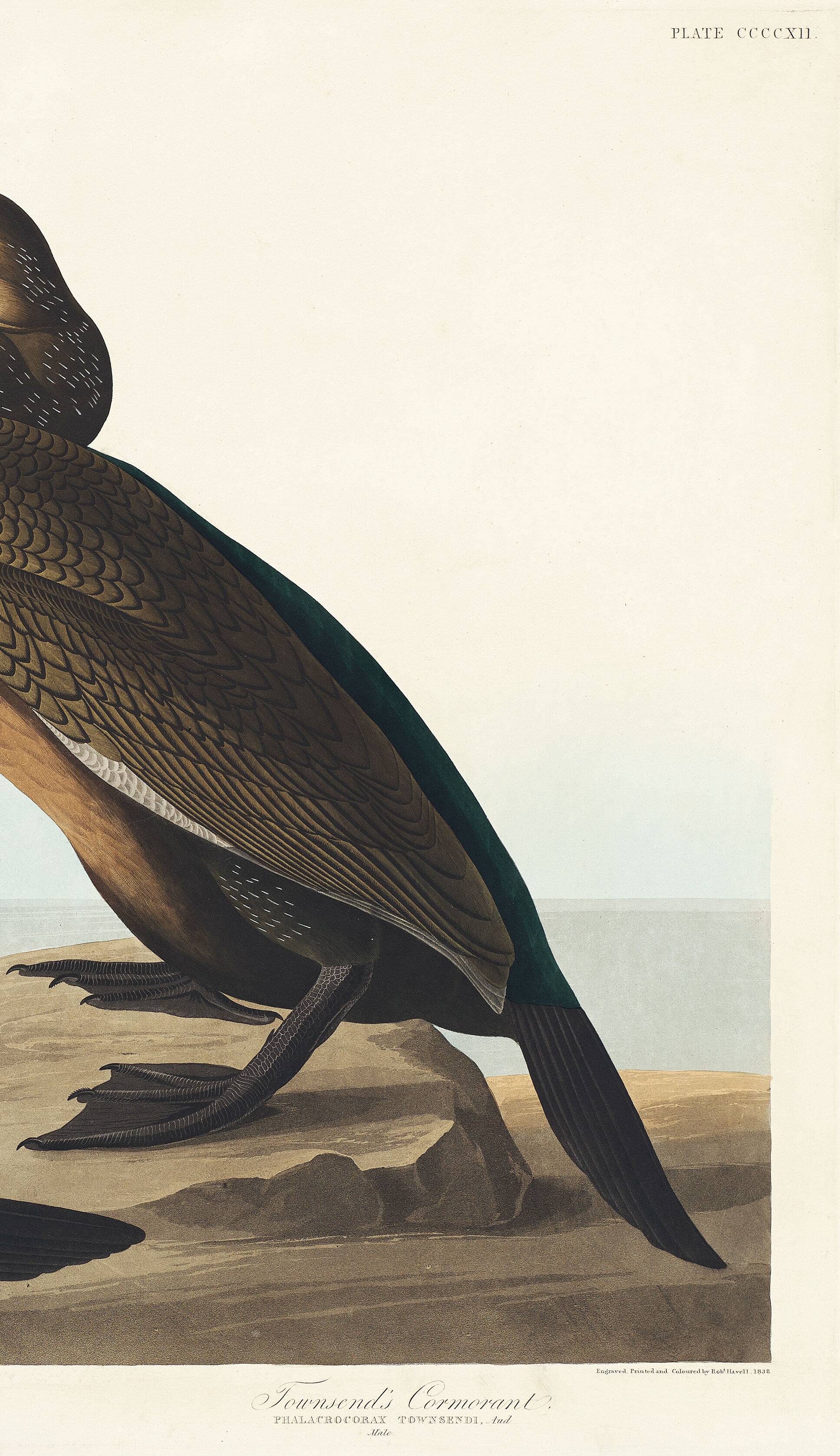 Poster about the Cormorant, based on an old engraving from 1827.