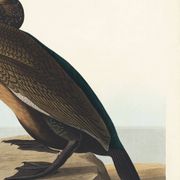 Poster about the Cormorant, based on an old engraving from 1827.