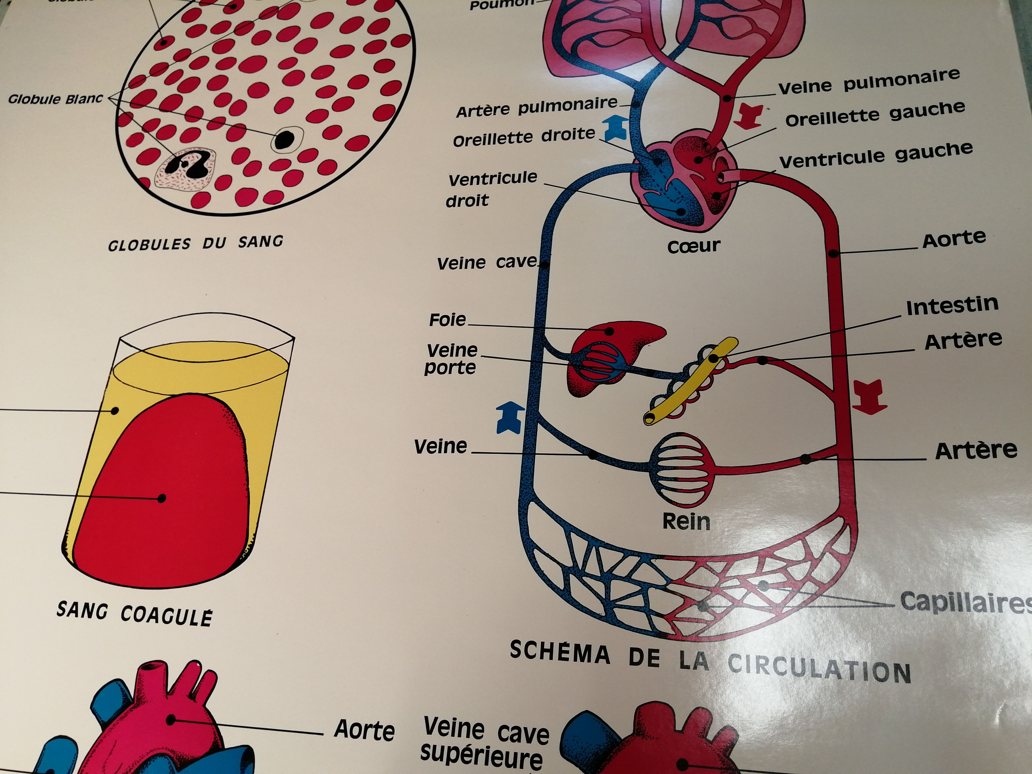 Anatomy School Poster - Vintage