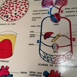 Anatomy School Poster - Vintage