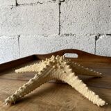 Starfish