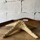 Starfish
