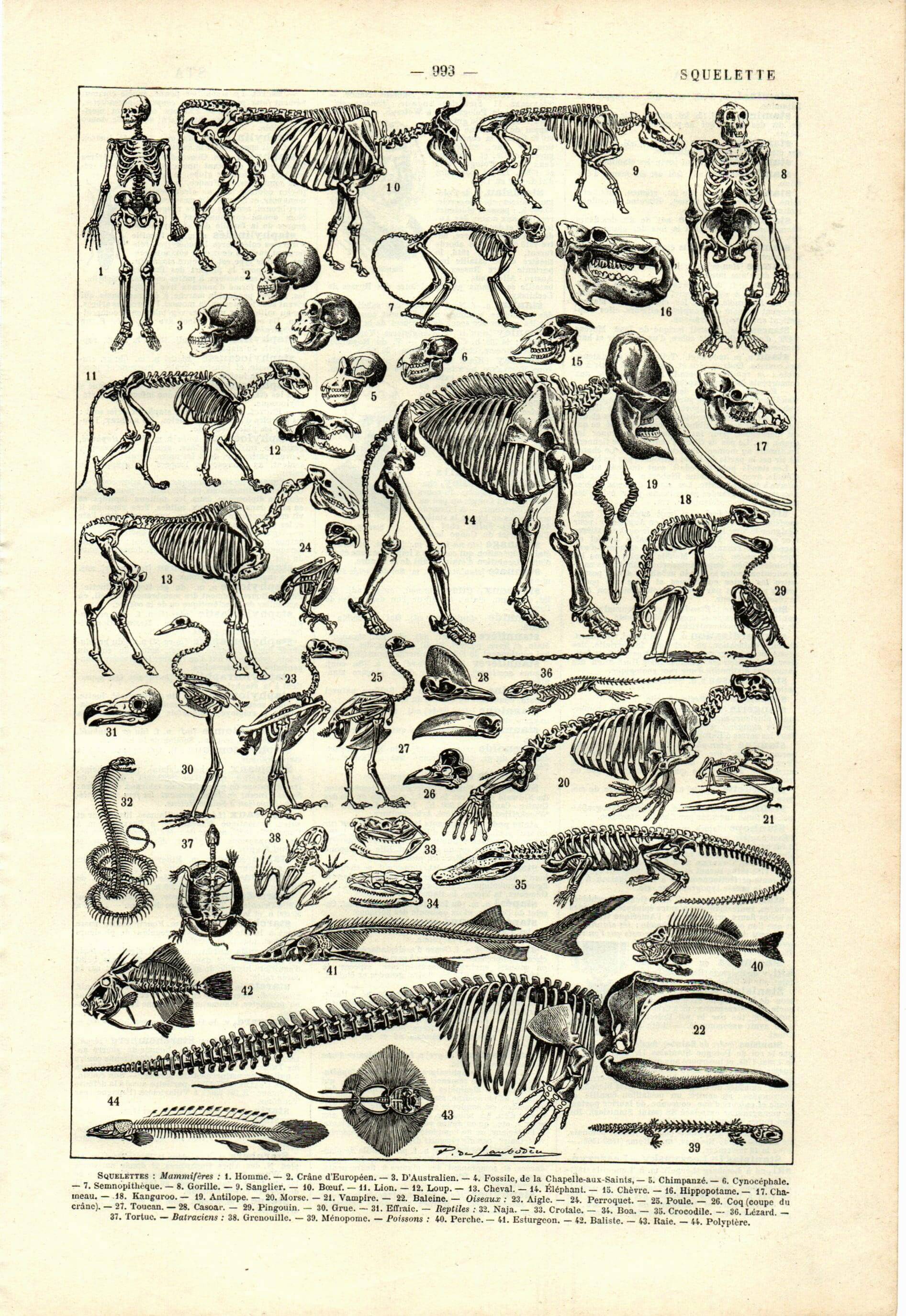 Gravure ancienne 1923 - Squelettes et anatomie comparée par P. De Laubadère