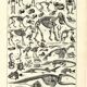 Gravure ancienne 1923 - Squelettes et anatomie comparée par P. De Laubadère