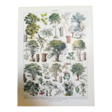 Lithograph on trees from 1928 "linden"