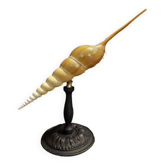 Cabinet of Curiosities shell tibia fusus on base
