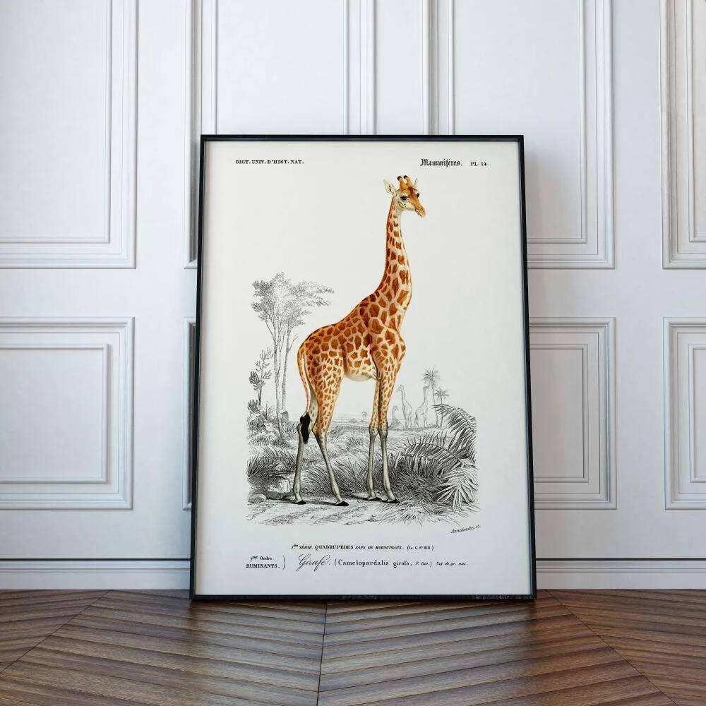 Vintage illustration of a giraffe, Camelopardalis giraffa, in warm safari tones.