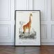 Vintage illustration of a giraffe, Camelopardalis giraffa, in warm safari tones.