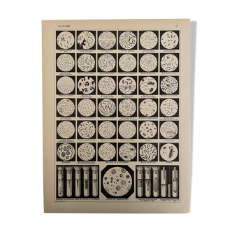 Lithographie gravure sur les microbes de 1897