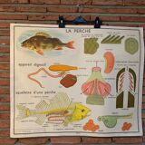 Poster The Frog and The Perch