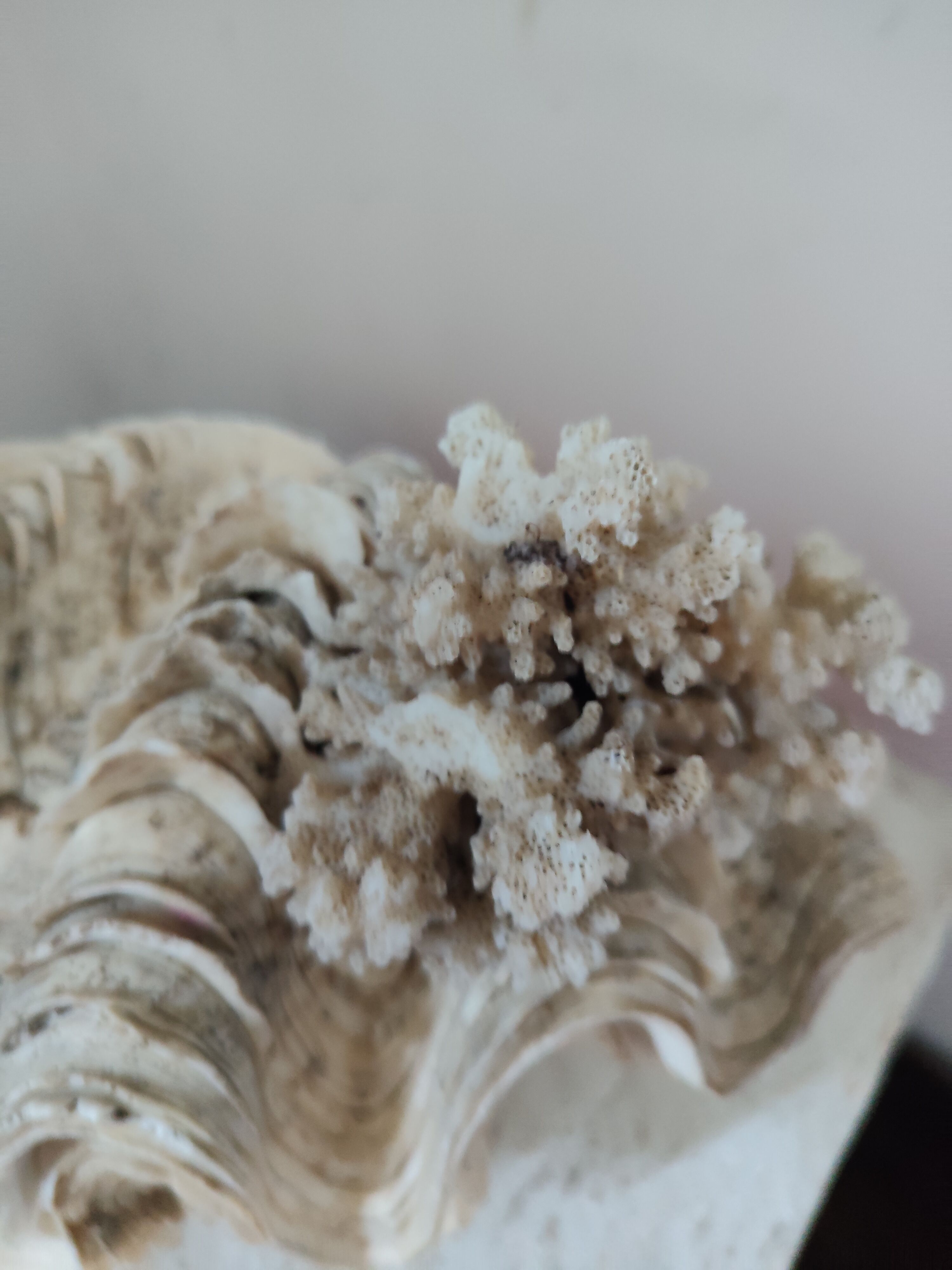 Ancient coral scallop shell