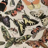 Lithograph on butterflies - 1920