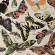 Lithograph on butterflies - 1920