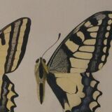 Roger metaye: yellow, black and white butterflies, original signed watercolour.