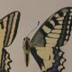 Roger metaye: yellow, black and white butterflies, original signed watercolour.