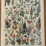 Reserved Marion - Lot of 6 lithos