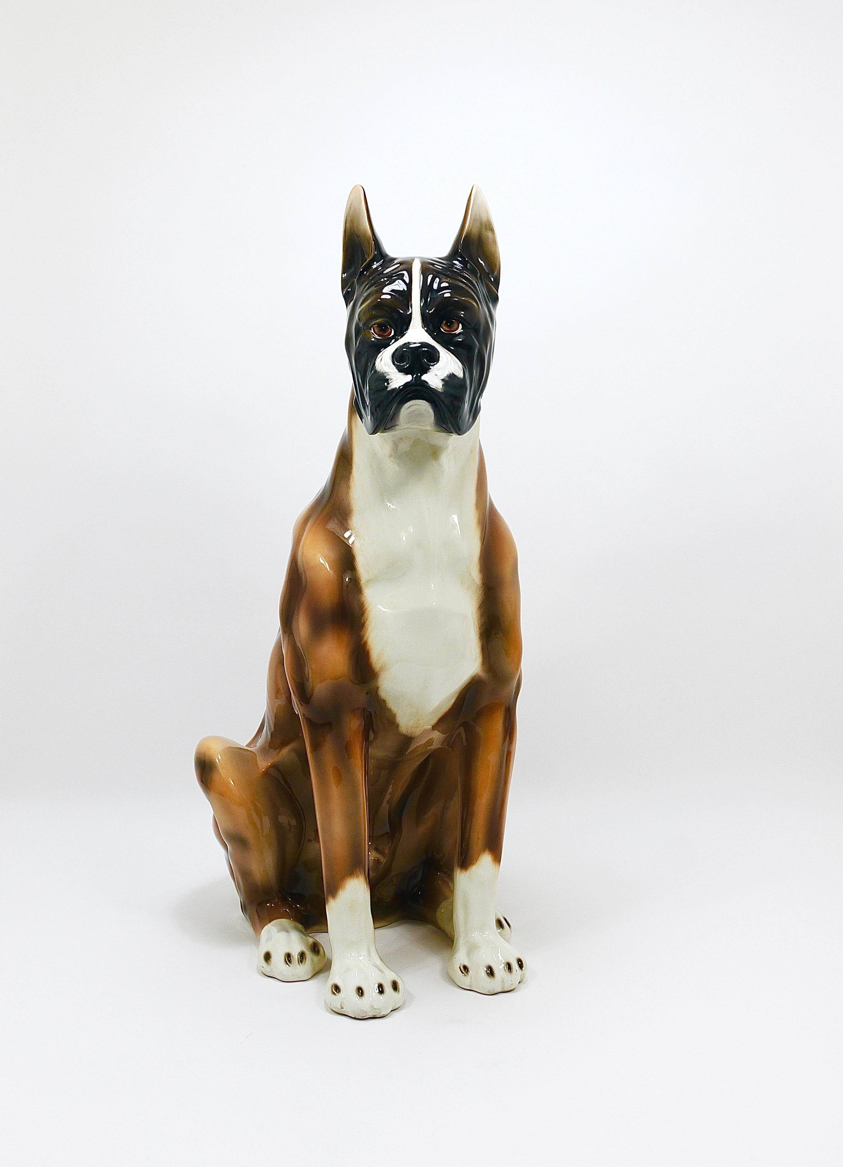 Life-size boxer dog statue in majolica, glazed ceramic, Italy, 1970s.