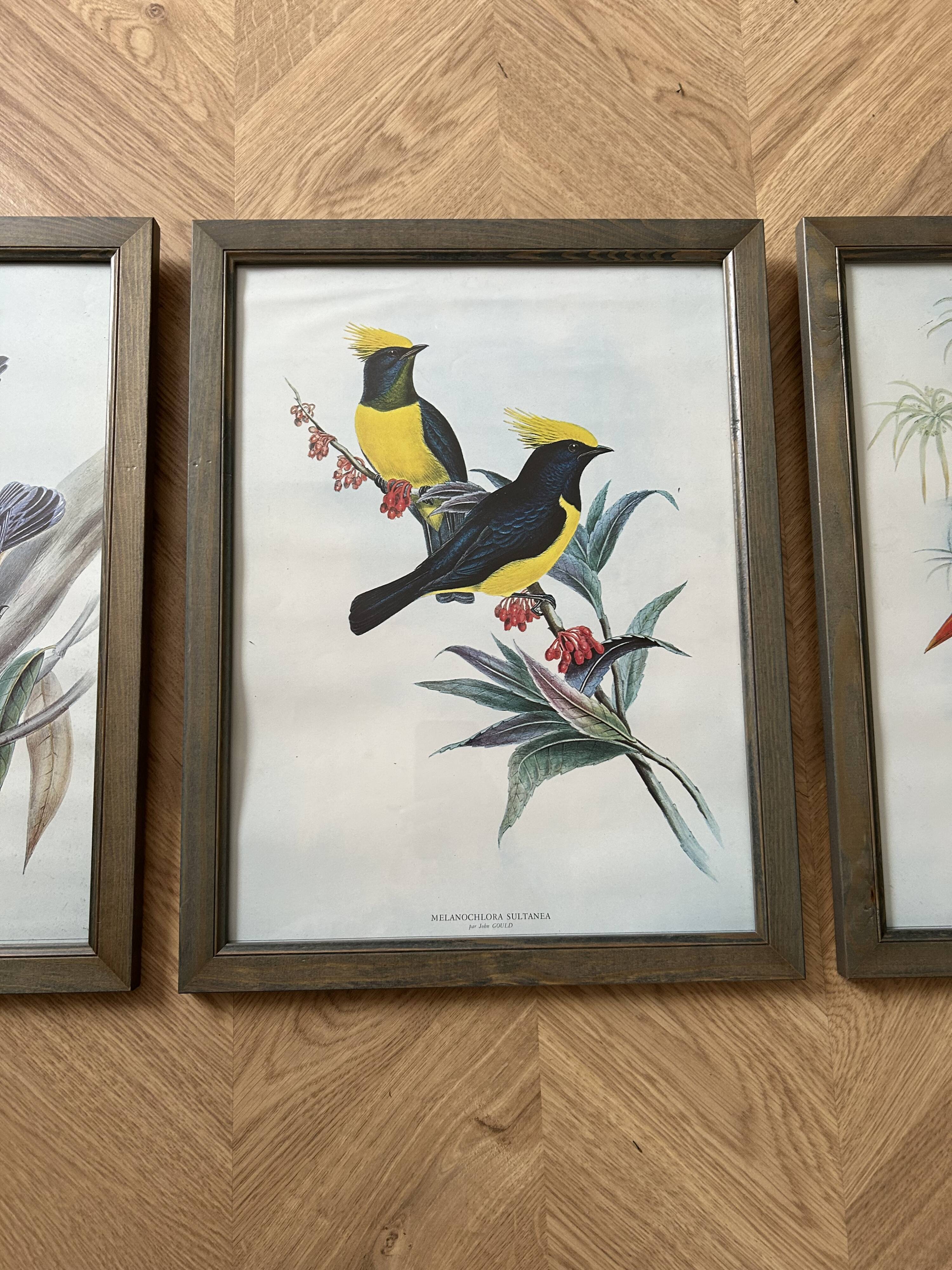 Set of 3 ornithological posters