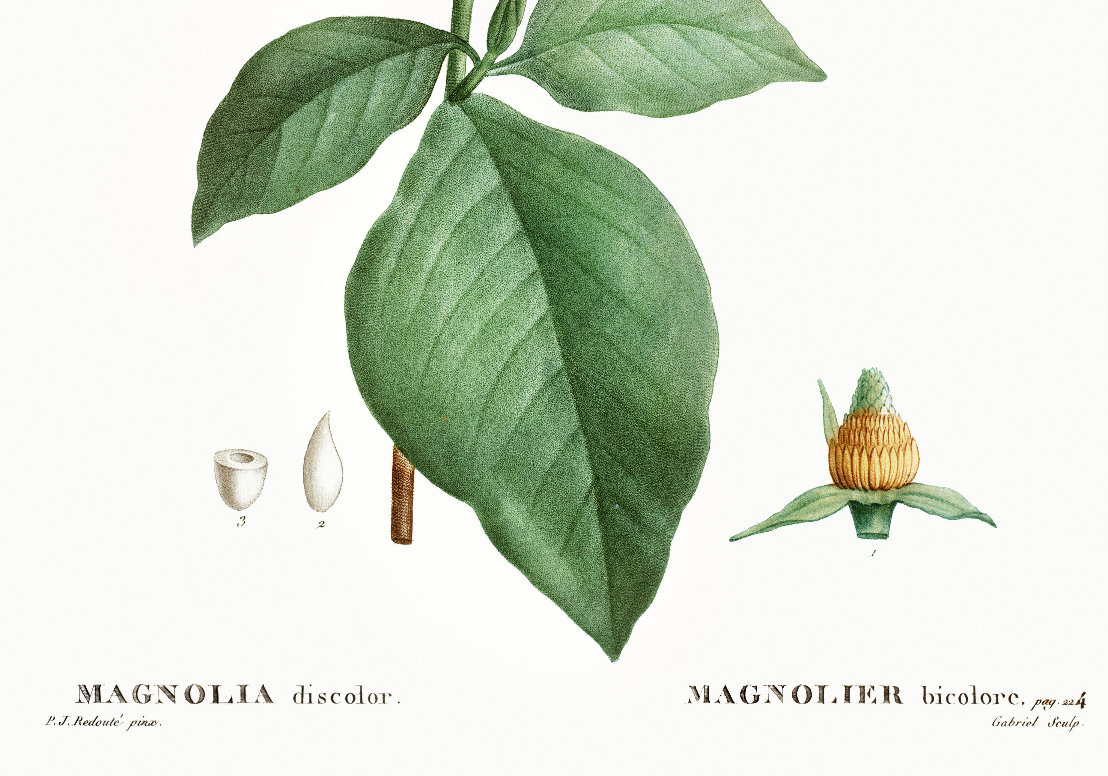 Botanical poster of the Magnolia, based on an old engraving from 1802