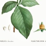 Botanical poster of the Magnolia, based on an old engraving from 1802