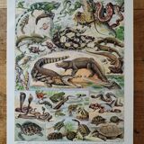 Original lithograph on reptiles