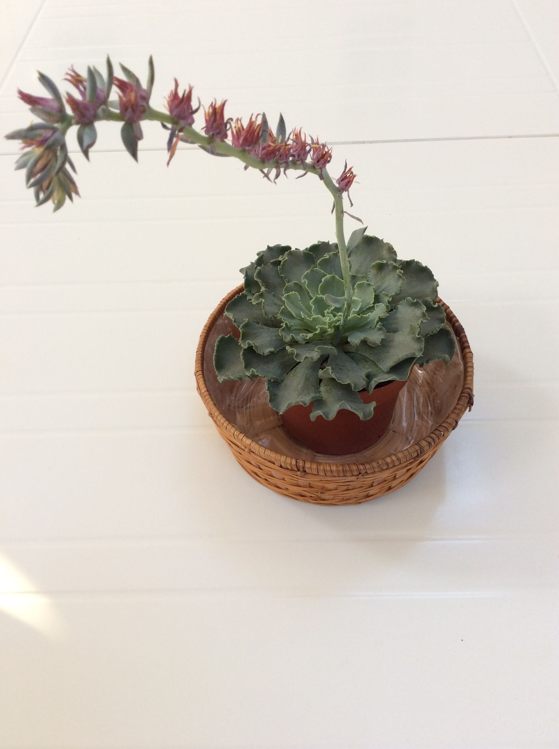 Set of 3 Wicker baskets