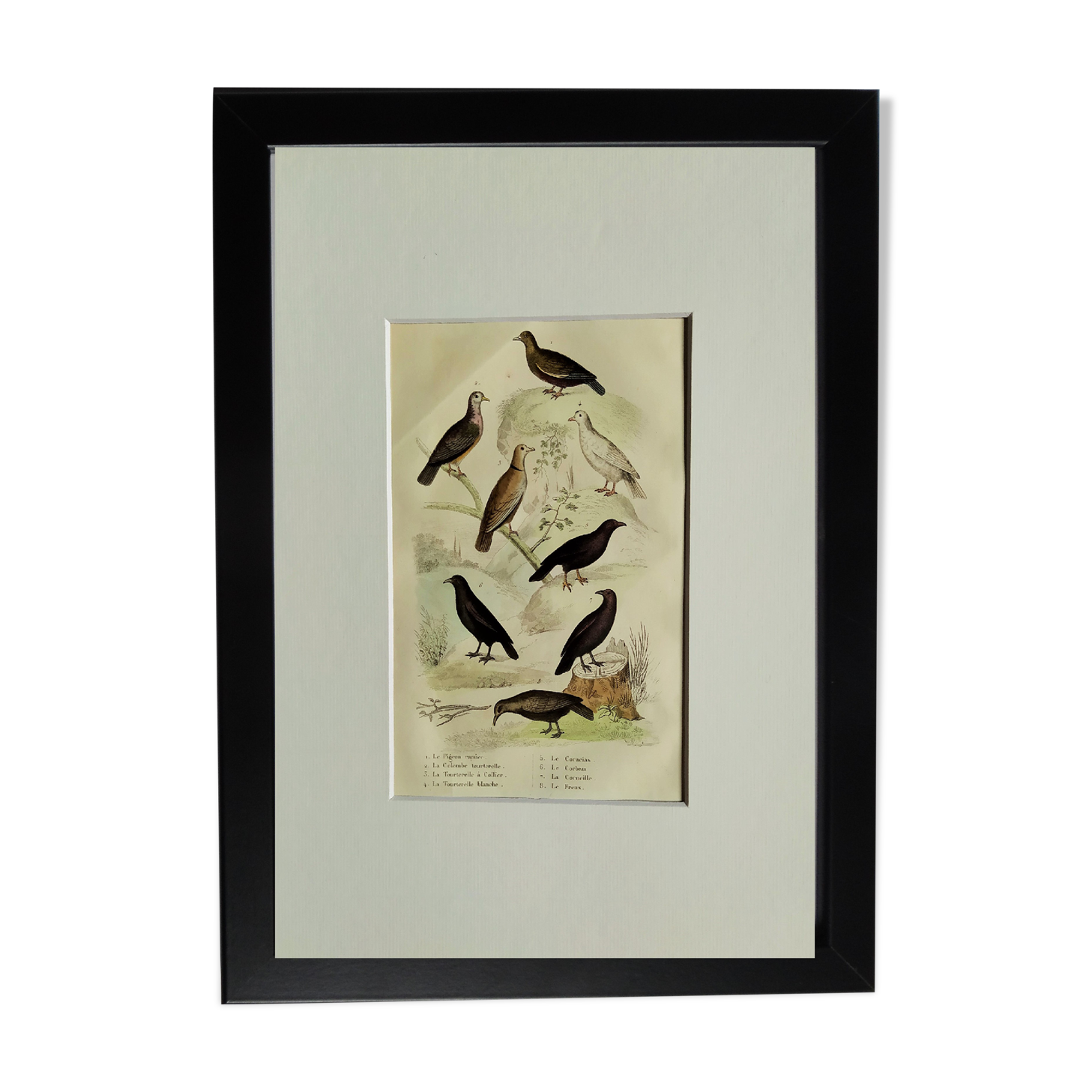 Original Ornithological Plate "Wood Pigeon - Turtle Dove - &c..." Buffon 1836