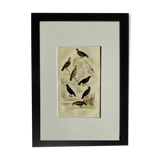 Original Ornithological Plate "Wood Pigeon - Turtle Dove - &c..." Buffon 1836