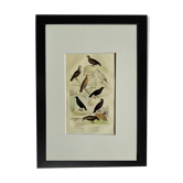 Planche Ornithologique originale " Pigeon ramier - Colombe tourterelle - &c... " Buffon 1836