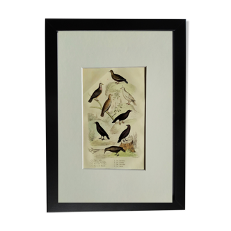 Original Ornithological board " Pigeon ramier - Dove dove - &c... " Buffon (1836)