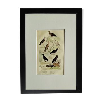 Planche Ornithologique originale " Pigeon ramier - Colombe tourterelle - &c... " Buffon 1836