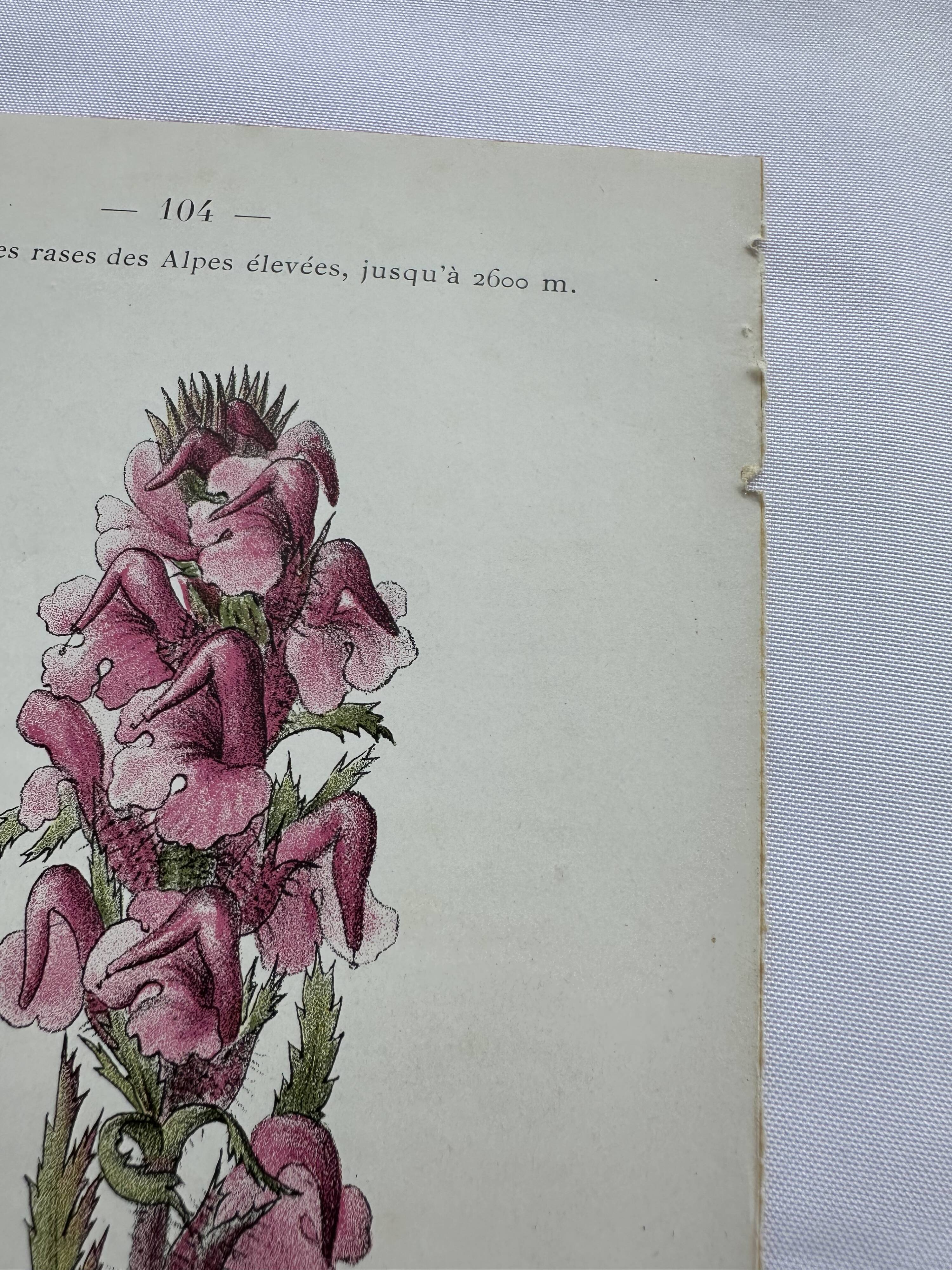 Botanical plate engraving flower 1800