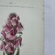 Botanical plate engraving flower 1800