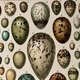Lithograph on eggs - 1900
