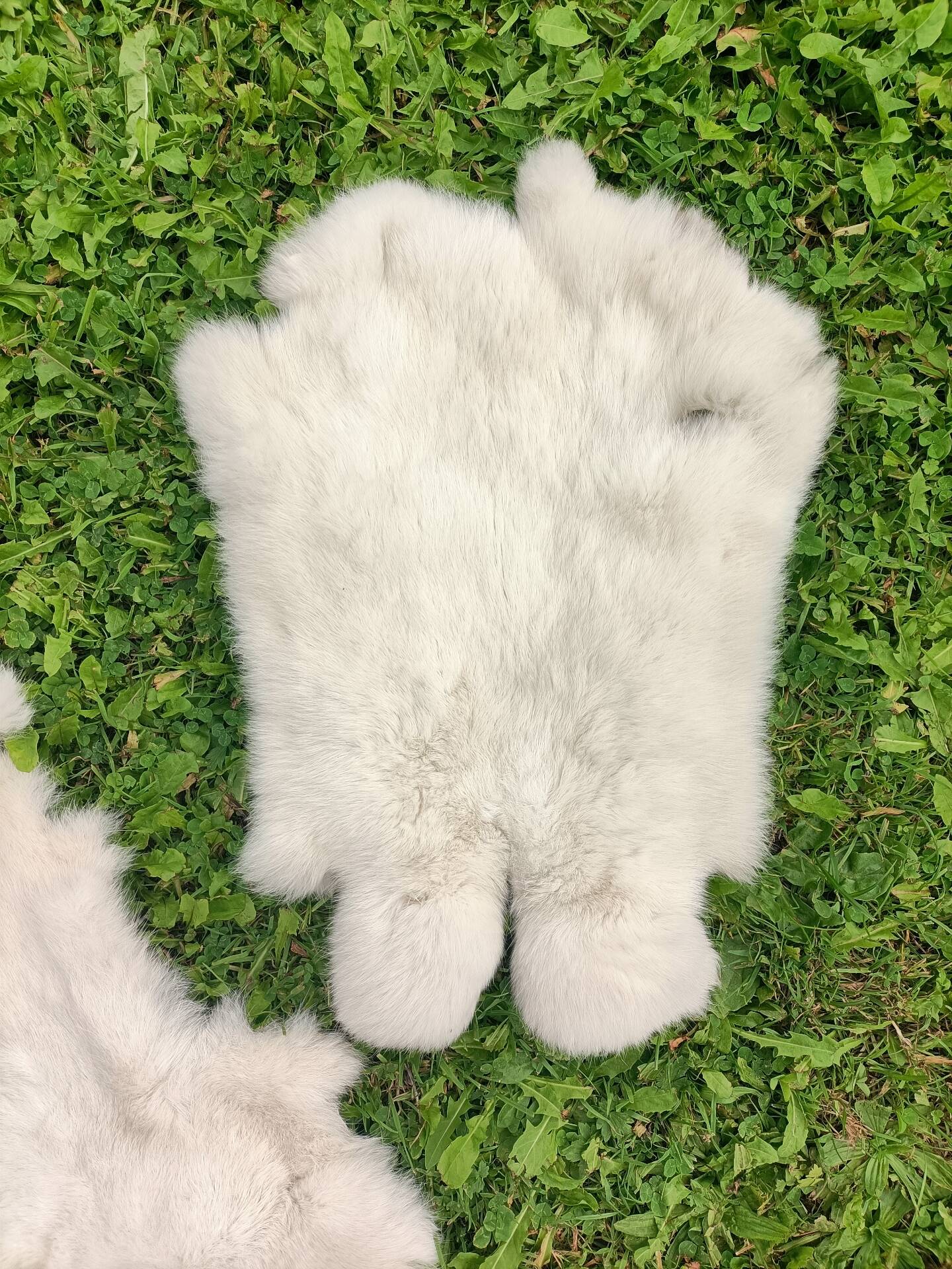 Peau de Lapin véritable