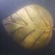 Wall light golden leaf