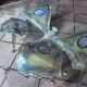 Butterfly Coffee Table - Fernandez 1982