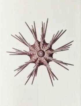 Plates of the bestiary from the Natural History Museum The sea urchin