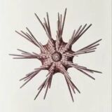 Plates of the bestiary from the Natural History Museum The sea urchin