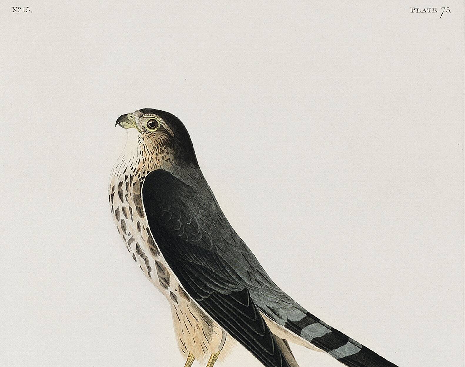 Poster about the Merlin Falcon, based on an old engraving from 1827.