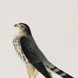 Poster about the Merlin Falcon, based on an old engraving from 1827.