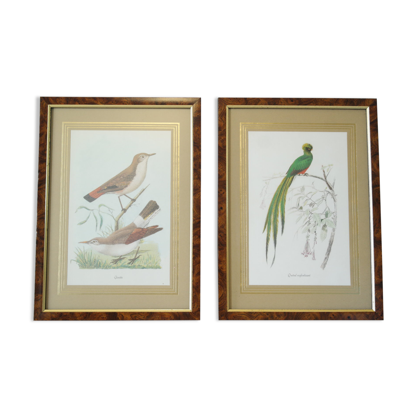 Pair of framed bird engravings